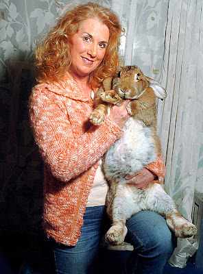 foto kelinci terbesar di dunia - gambar hewan