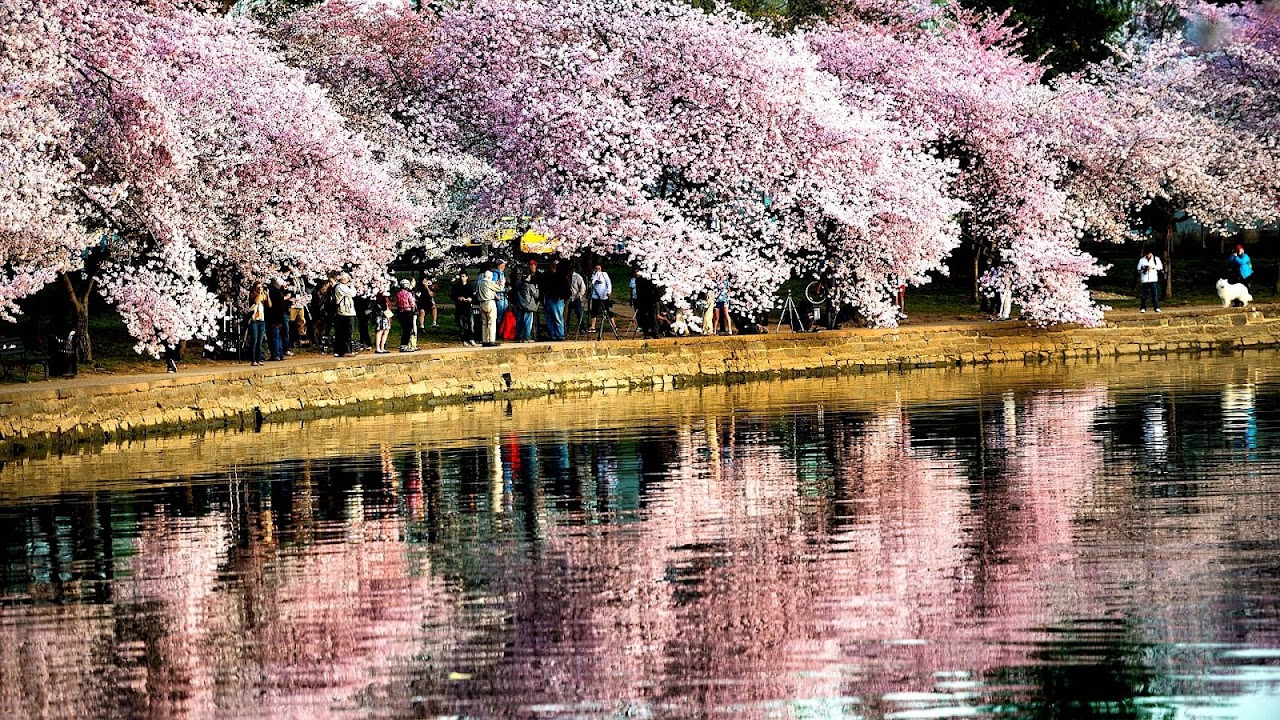 Cherry Trees Blooming In Washington Dc Tree Choices