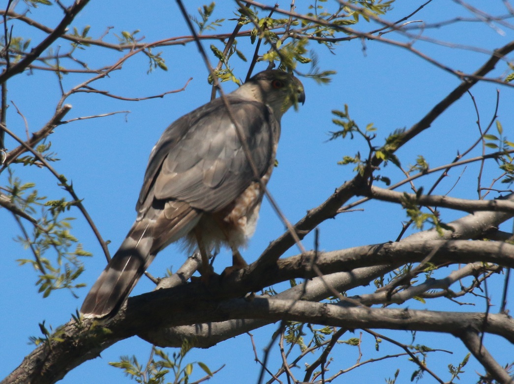 Michigan Exposures Spotting a Cooper's Hawk