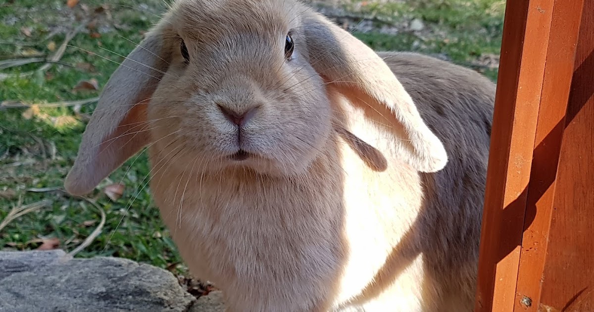 Baby Rabbits Sydney Do rabbits chew on electrical cables?