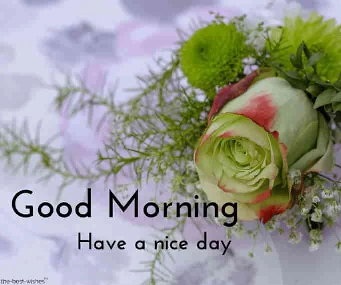 good morning with green rose