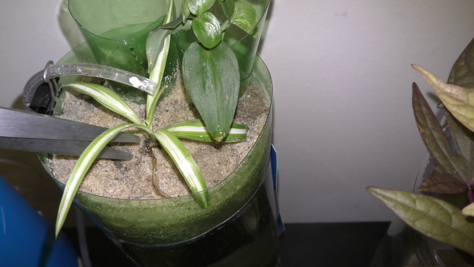 Random Bits Growing Spider Plant on Top of Aquarium