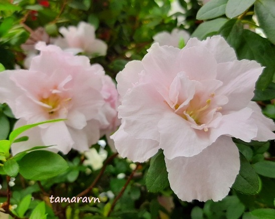 Ель и пихта в чем разница. Смотреть фото Ель и пихта в чем разница. Смотреть картинку Ель и пихта в чем разница. Картинка про Ель и пихта в чем разница. Фото Ель и пихта в чем разница Ель и пихта в чем разница. Смотреть фото Ель и пихта в чем разница. Смотреть картинку Ель и пихта в чем разница. Картинка про Ель и пихта в чем разница. Фото Ель и пихта в чем разница