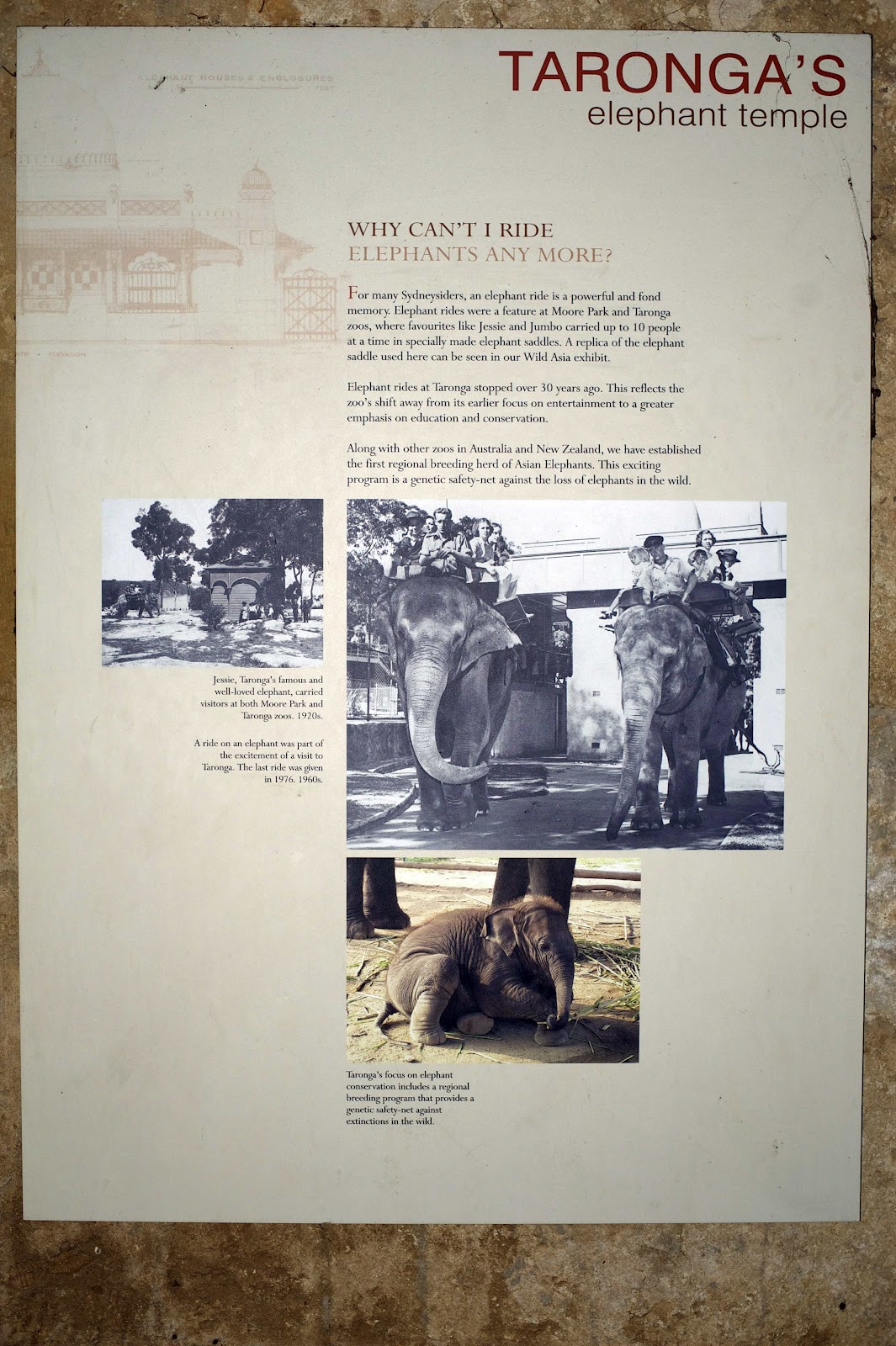 Ride Bikes, Not Elephants Sydney's Taronga Zoo