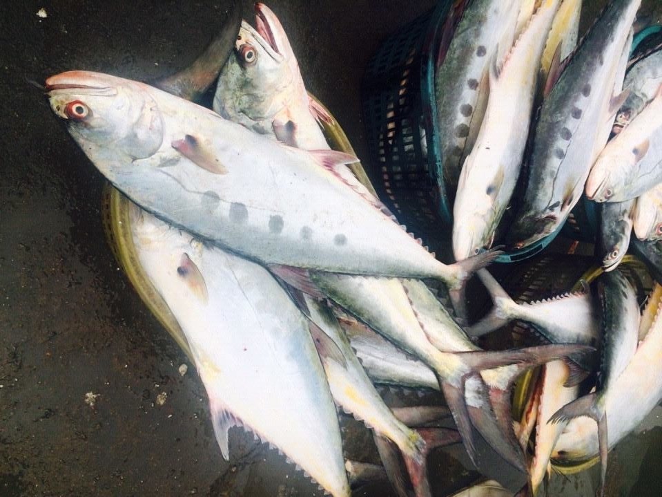 DOTTED QUEENFISH VIETSEAFOOD CO.,LTD