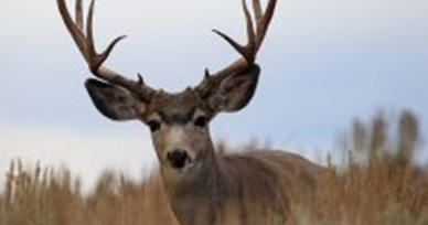 11 Tafsir Mimpi Menangkap Seekor Rusa Menurut Erek Erek 2d 3d 4d Tafsir Erek Erek