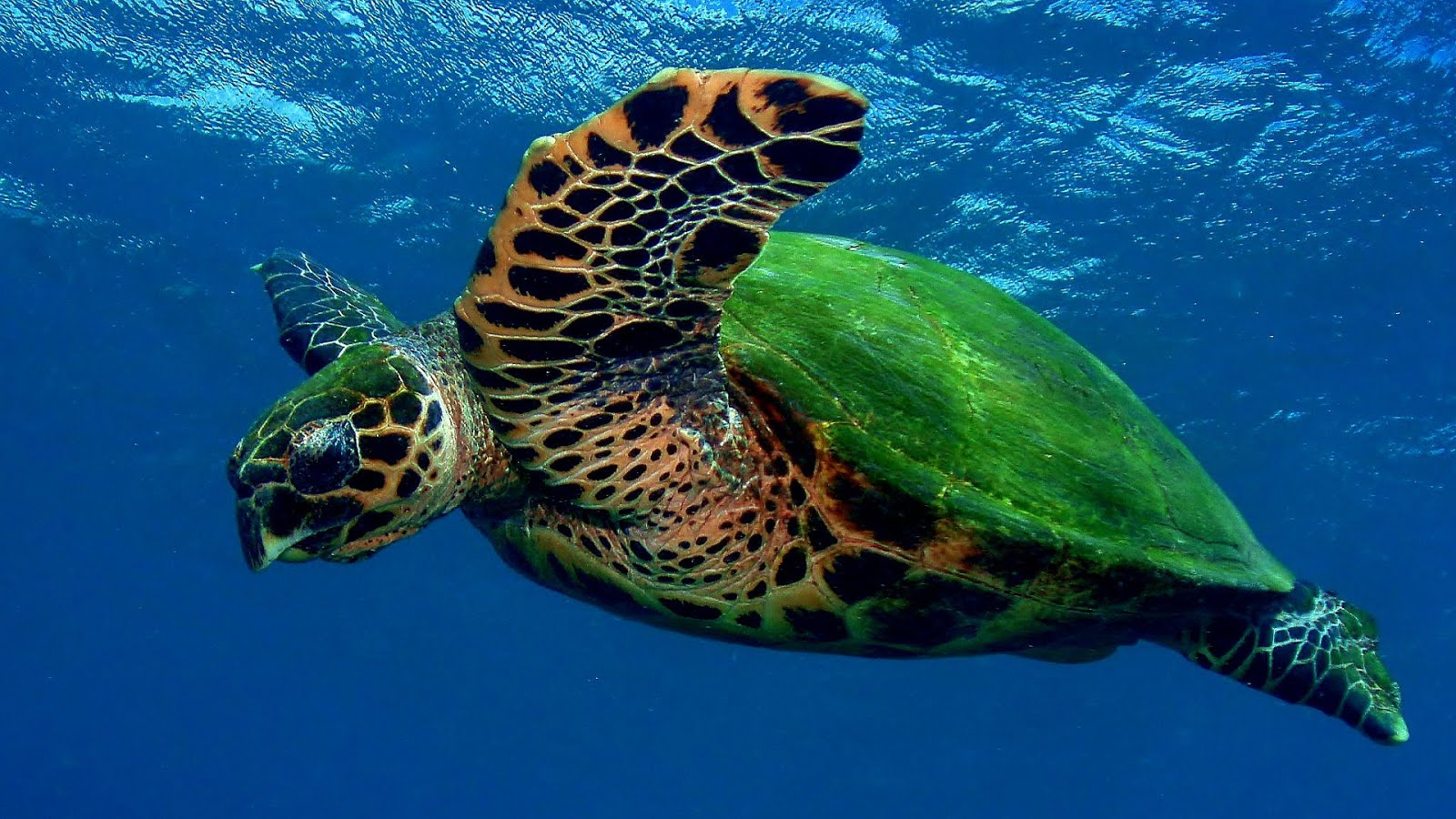 flatback seaturtle description flatback seaturtle description