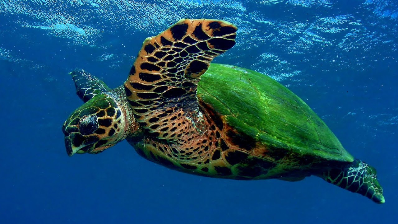 Sea Turtles Endangered Facts Danger Choices