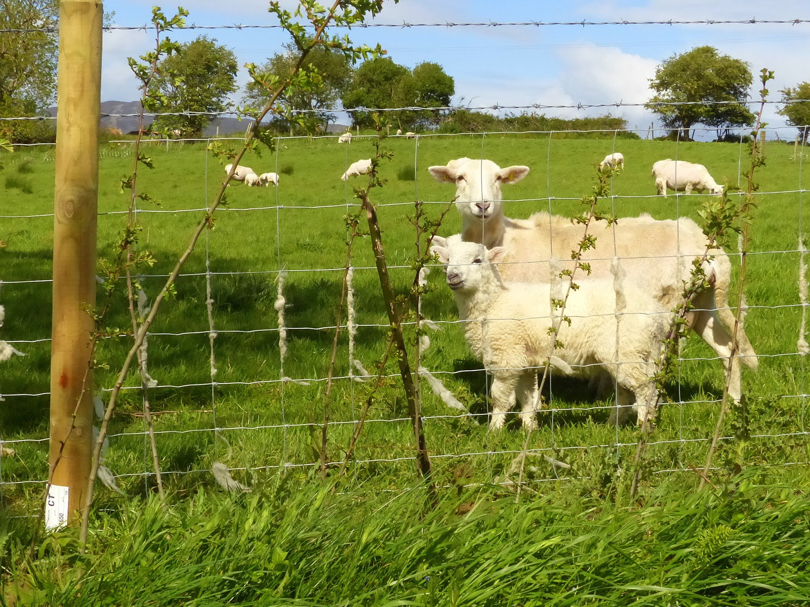 Birding For Pleasure GOOD FENCES Sheep on Inch Island (Part 4)