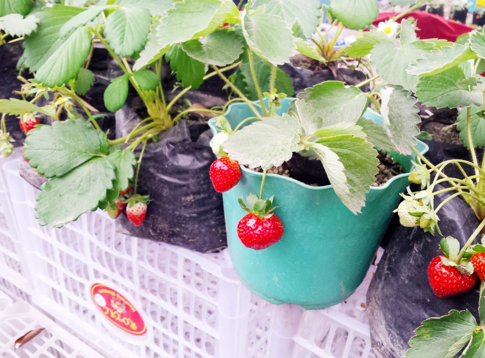 HortiKultura 2016 and Tropical Heat Resistant Strawberries Travel