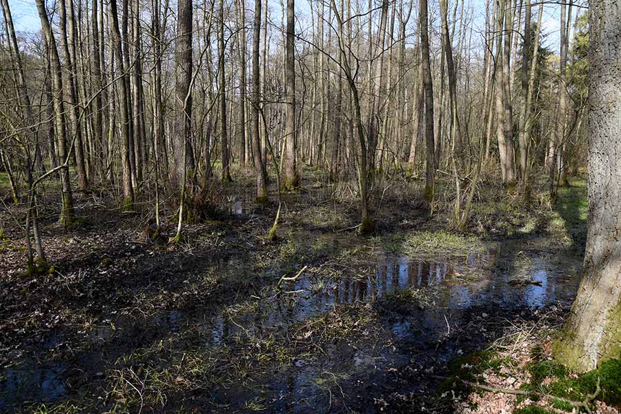 Wandelingen, een weblog met wandelroutes: Wandeling Dreiländersee ...