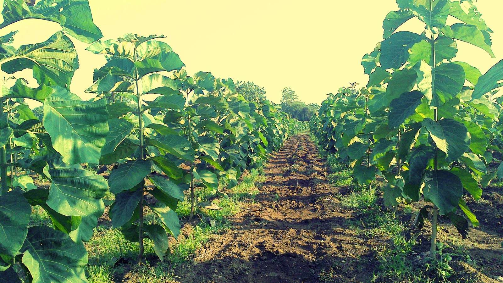 Teak plantation,cultivation Teak,Eucalyptus plants suppliers from india