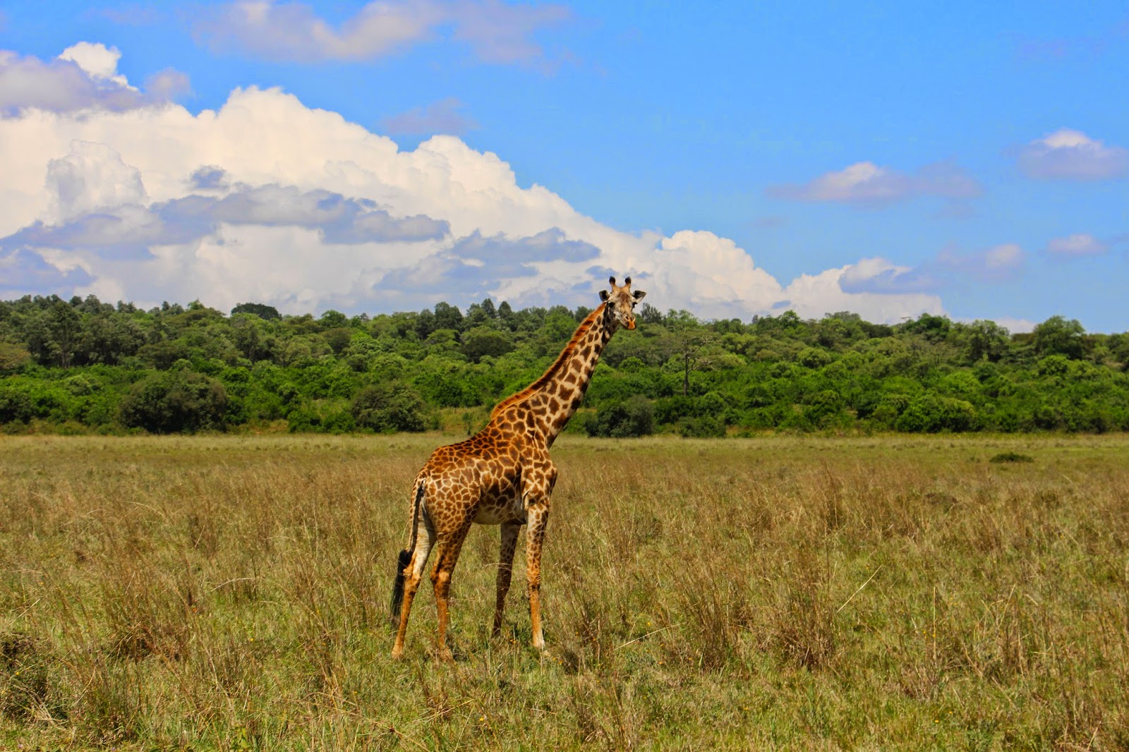 PARQUE NACIONAL DE NAIROBI - Savana junto à selva urbana | Quénia