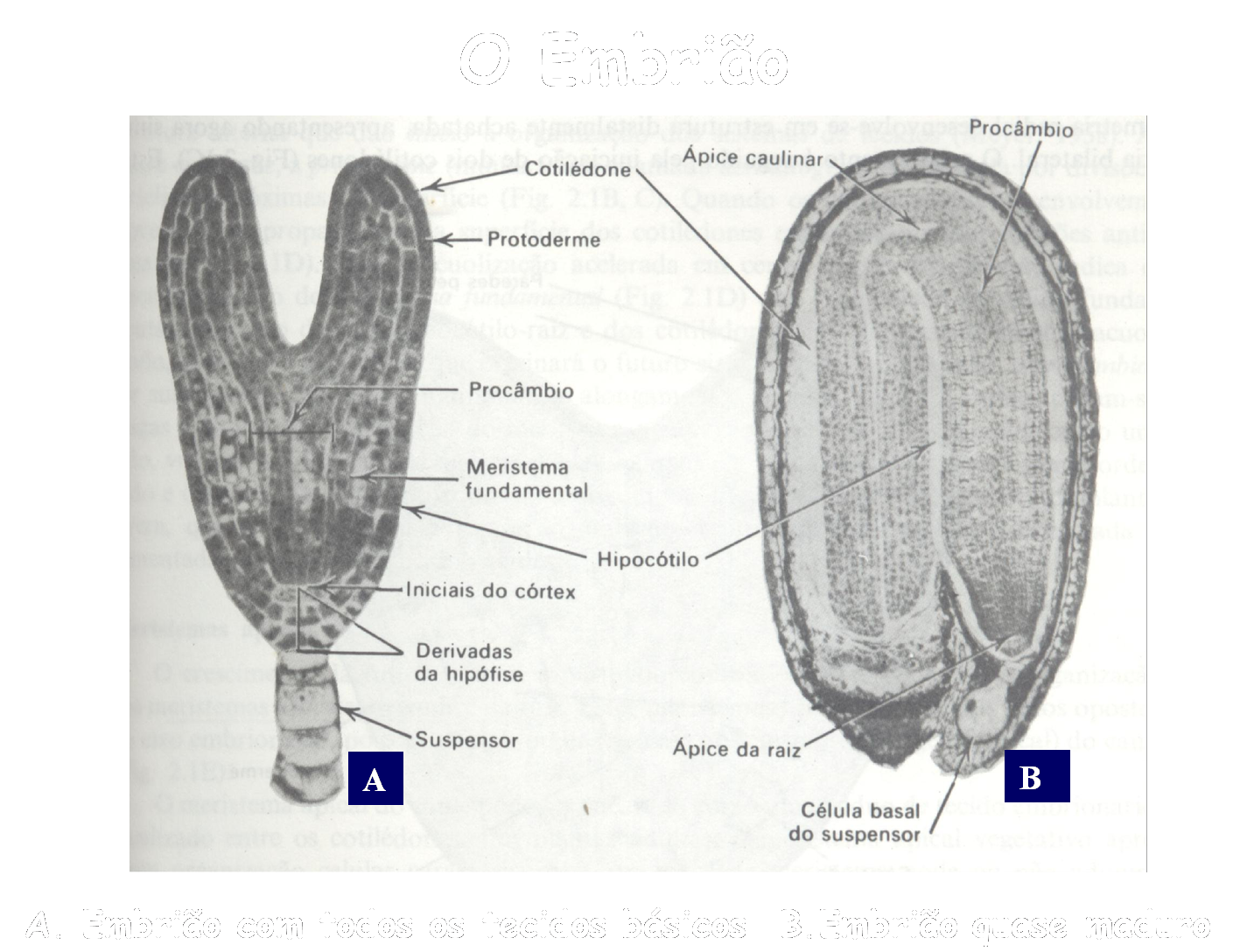Asteraceae: Meristema e desenvolvimento do embrião
