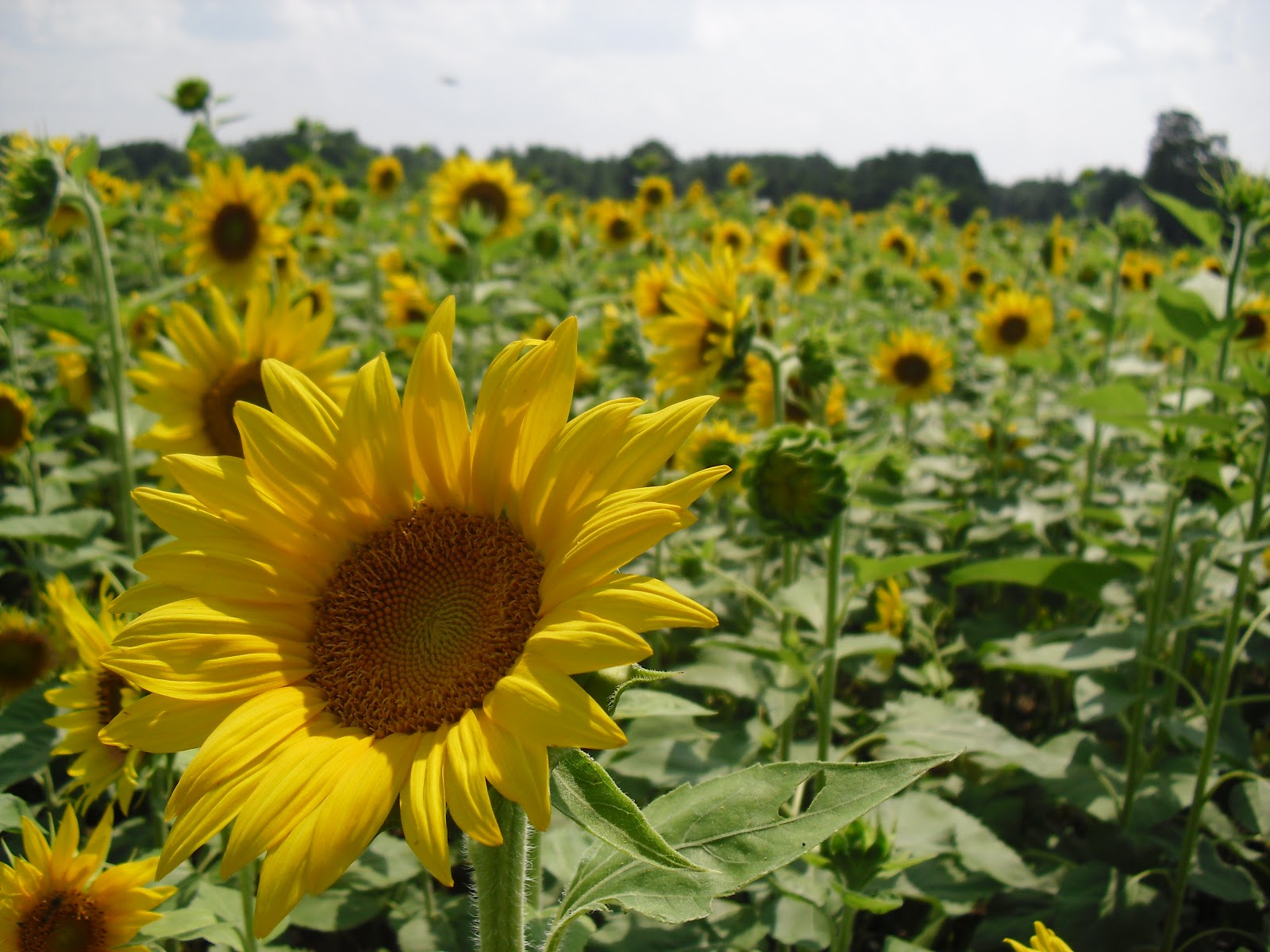 Wildflower Bouquets Enjoy Simple Pleasures Amazing Sunflower Field