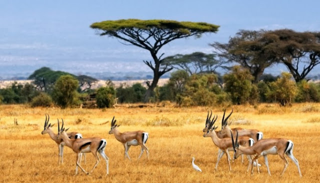 Trip To Baluran National Park And Enjoy The Beauty of "Africa Van Java" Trip To Baluran National Park And Enjoy The Beauty of "Africa Van Java"