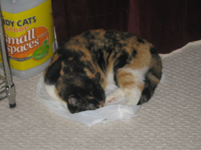 calico cat sleeping on a plastic bag
