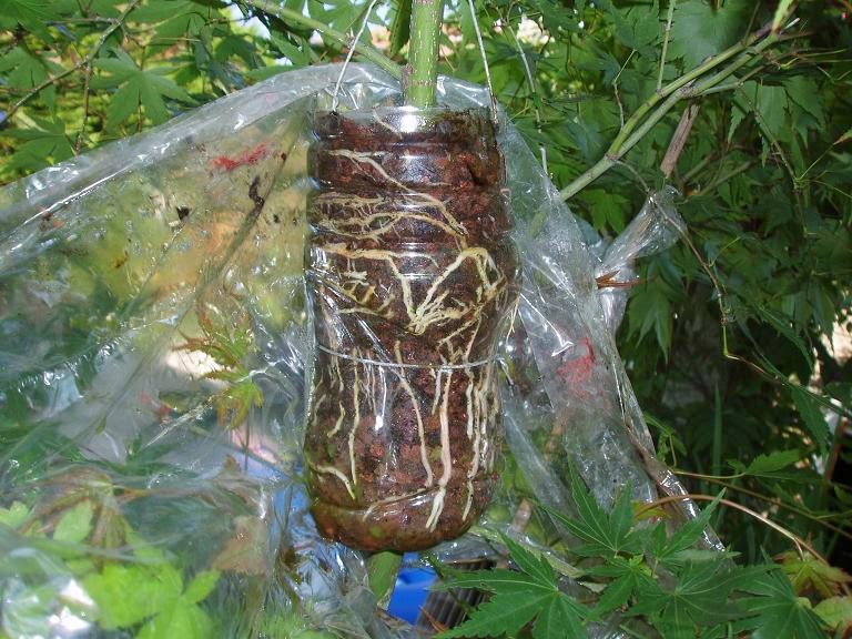 Comment Marcotter un pommier ?