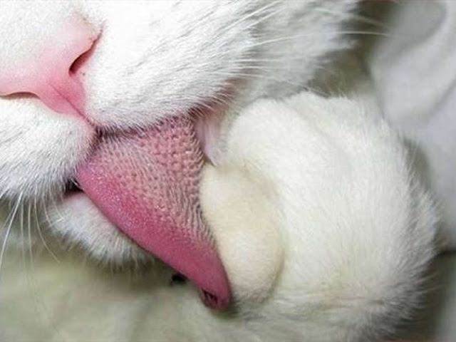 Periset Amerika Serikat Petik Pelajaran dari Lidah Kucing Periset Amerika Serikat Petik Pelajaran dari Lidah Kucing