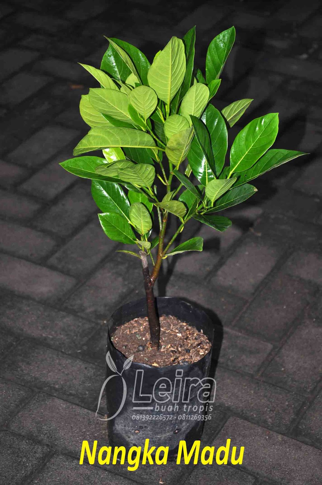 Ragam Bibit Tanaman Buah Unggul ~ Leira Buah Tropis