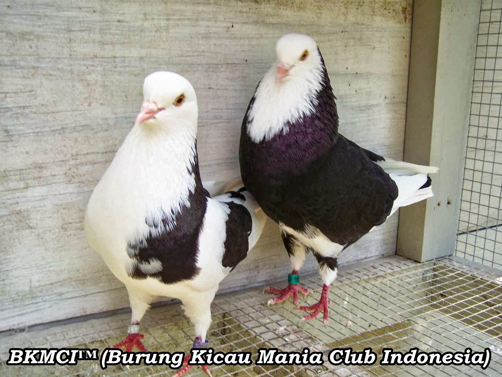 Cara Merawat Burung Merpati Balap http://burungkicau-indonesia.blogspot.com/