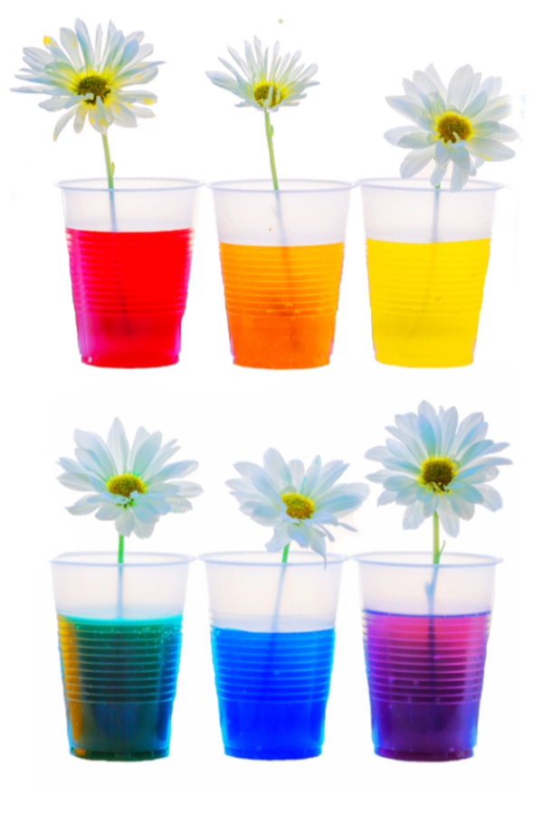 Learn about plants and how they thrive with the color changing flower experiment for kids!  This flower rainbow is made using food coloring and makes a great science fair project for elementary! #rainbowflowers #rainbowflowerexperiment #flowers #colorchangingflowers #flowerexperimentfoodcoloring #flowerexperimentsforkids #dyeingflowers #sciencefairprojects #scienceexperimentskids #growingajeweledrose