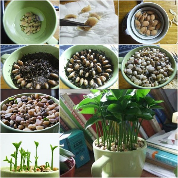 Come fare una pianta da appartamento con i semi di limoni e agrumi