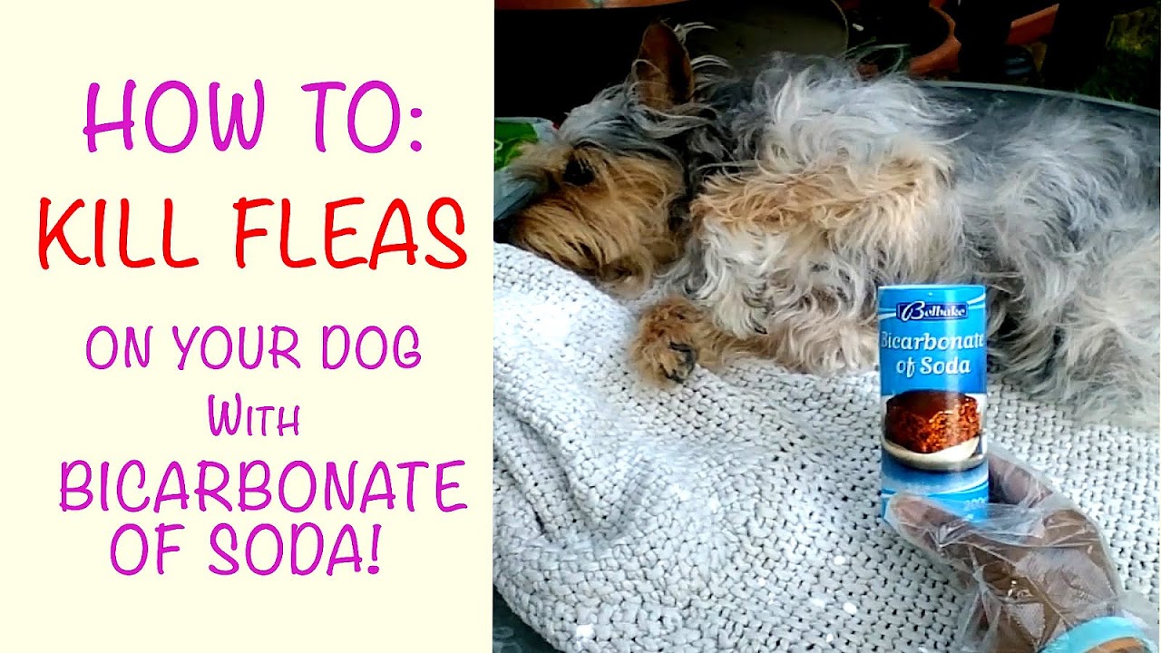 Most Effective Way To Get Rid Of Fleas On Dogs Effect Choices