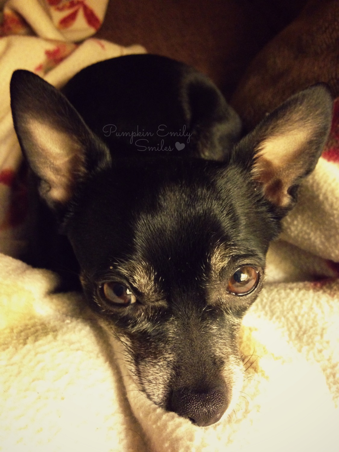 Minnie, Chihuahua