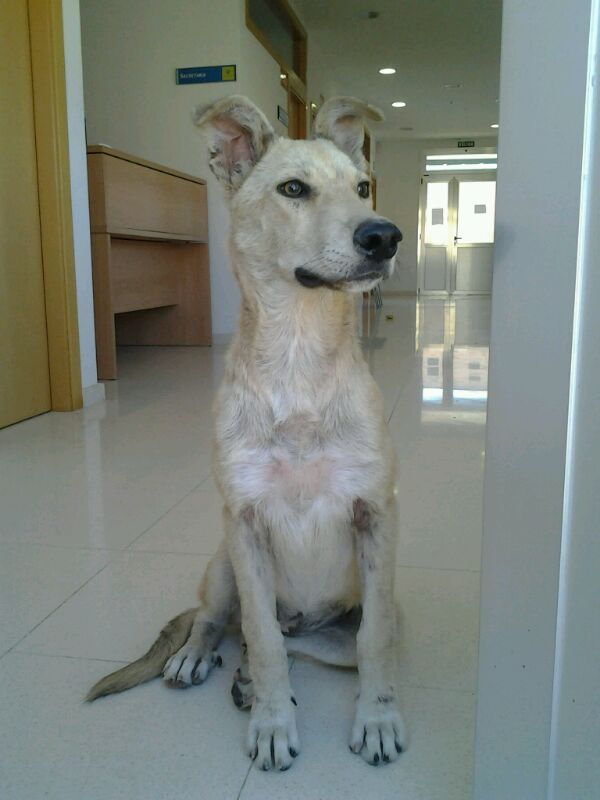 CENTRO DE PROTECCIÓN ANIMAL ARROYOMOLINOS.: PERROS BUSCANDO SU HOGAR