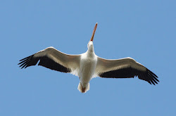 pelican burung migrasi duck ufo struktur american birds flying menarik fakta tentang interesting pelicans wing