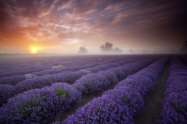 Lavender Fields, France Lavender Fields, France