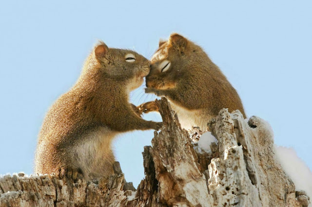 Resultado de imagem para imagens de demonstrações de carinho entre animais