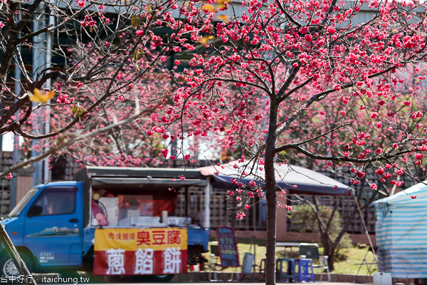 后里中科崴立機電櫻花公園綠萼櫻和八重櫻登場,櫻花步道好好拍 后里中科崴立機電櫻花公園綠萼櫻和八重櫻登場,櫻花步道好好拍