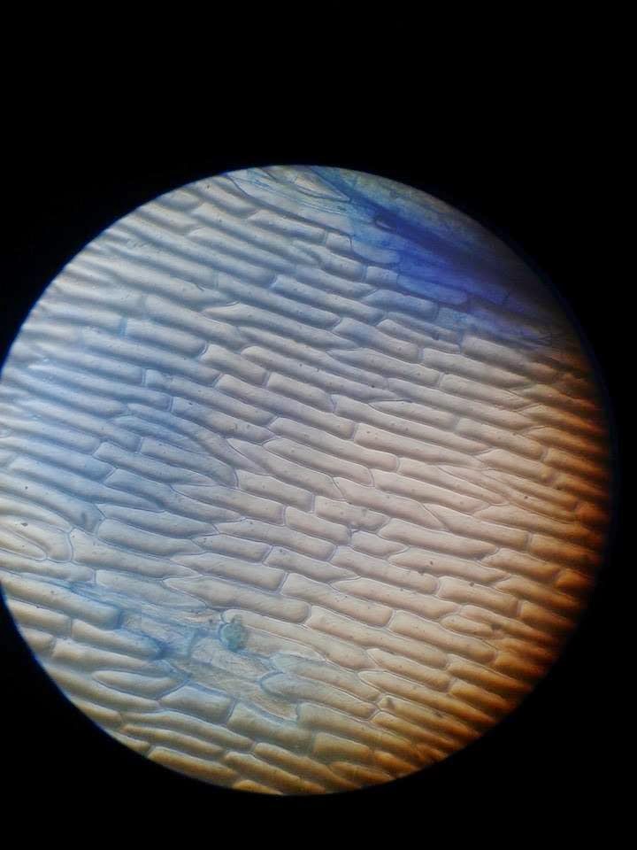 Sel Bawang Dari Bawah Mikroskop