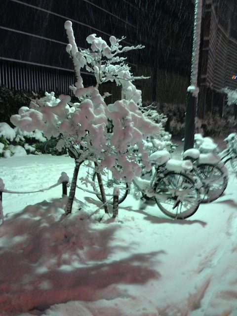 自転車も植木も雪で真っ白