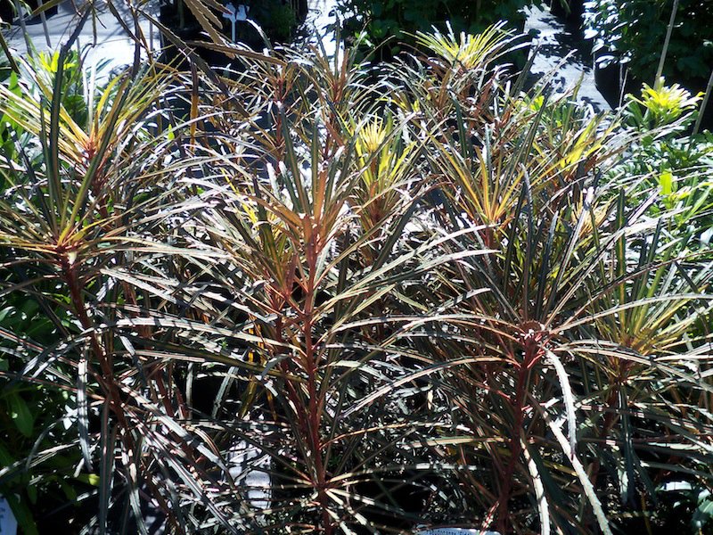 NZ NATIVES. Landscape Design plants. New Zealand landscaping ideas.