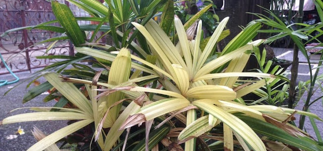 Palem Waregu Unik Berwarna Gading alias Variegata Palem Waregu Unik Berwarna Gading alias Variegata