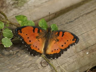 Precis octavia - Junonia octavia Precis octavia - Junonia octavia