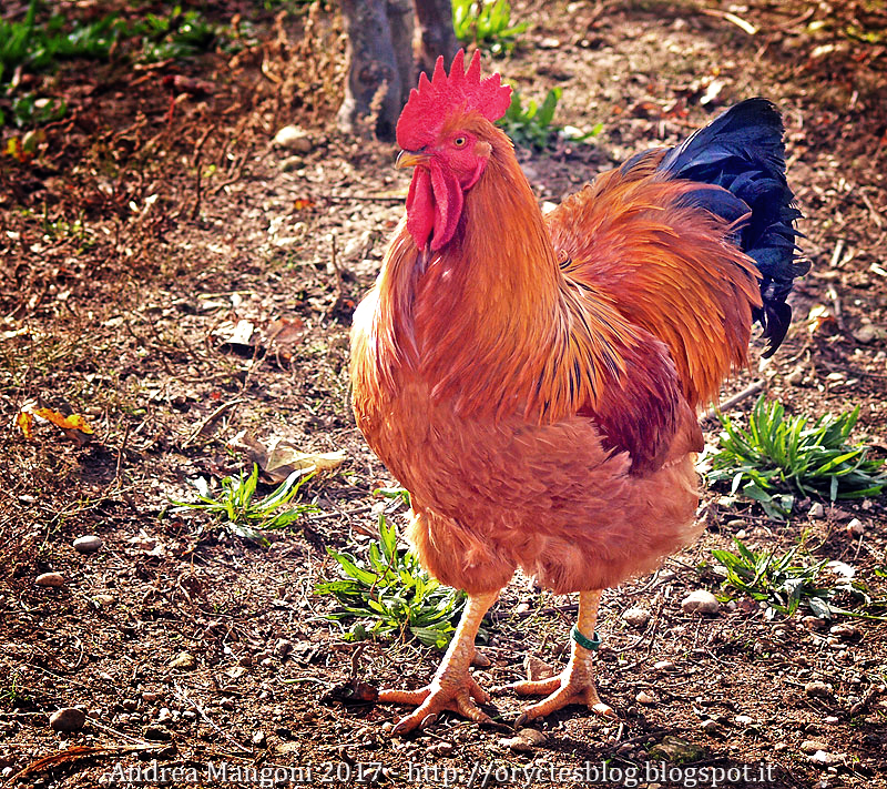 La New Hampshire, una splendida razza americana di galline a duplice