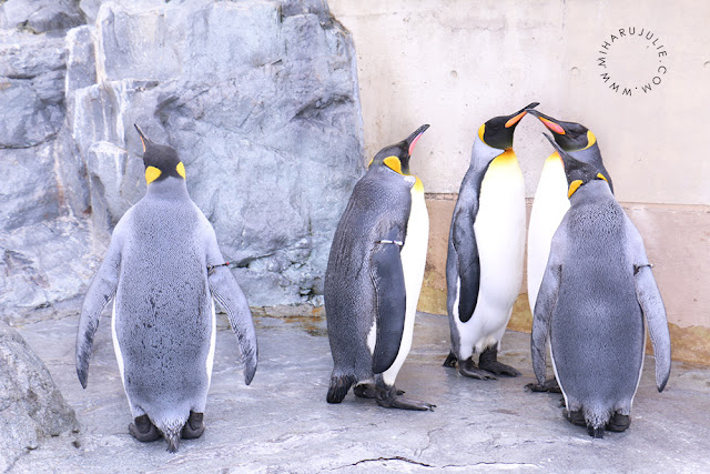 asahiyama zoo penguin parade time