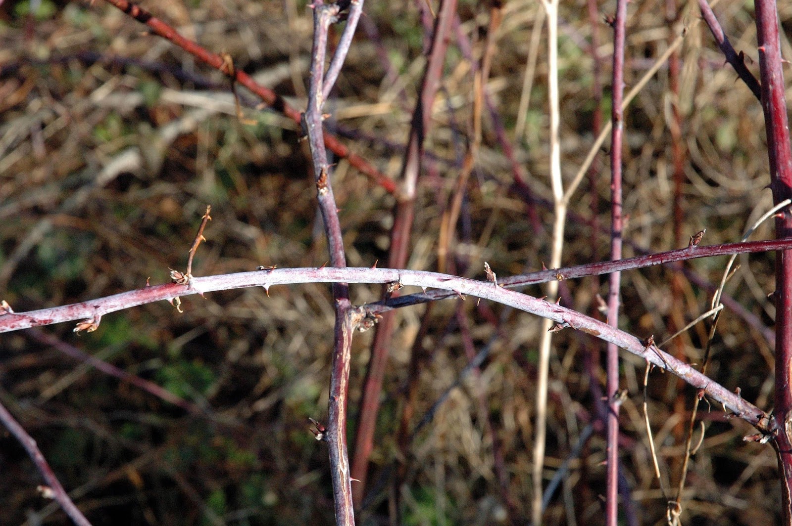 Field Biology in Southeastern Ohio: A Thorny Situation