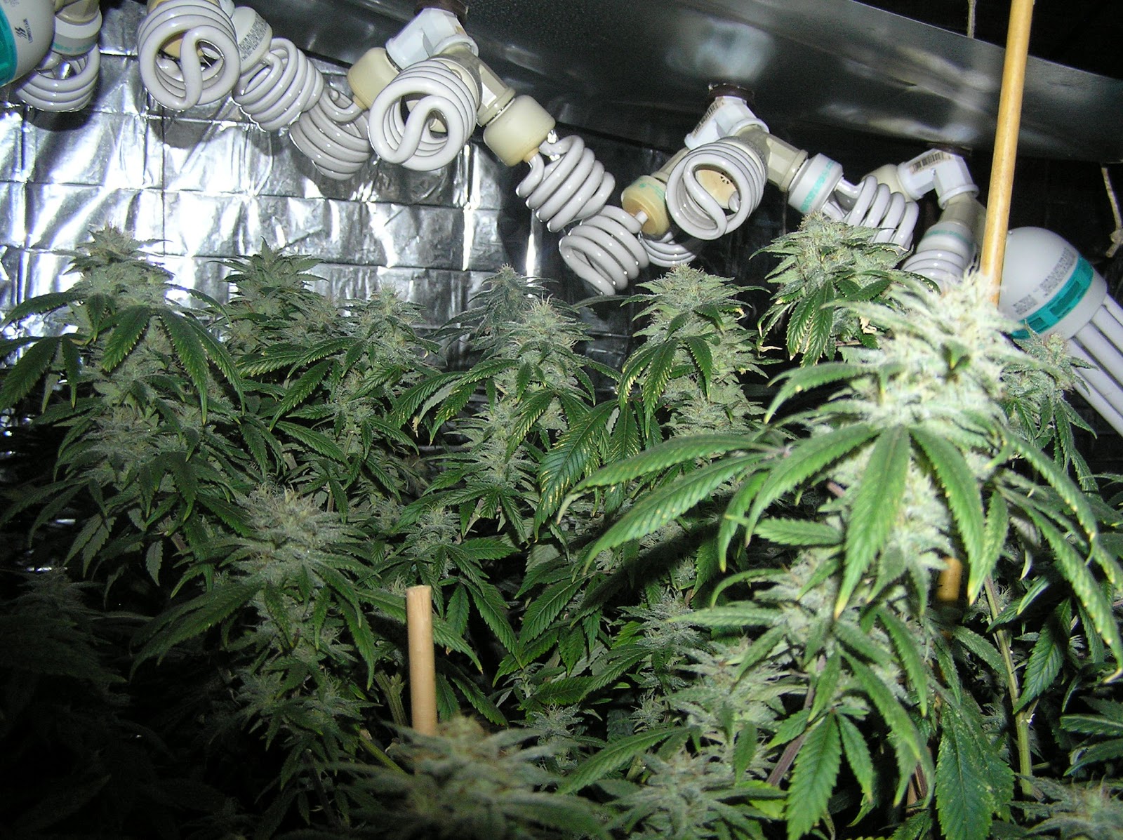 Craigslist Denver Grow Lights Colorado CFL Grow Lights