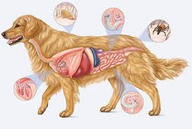 Sobre parásitos en los perros - Sobre los parásitos externos e internos en el perro