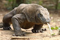  Senang sekali rasanya kali ini dapat kami bagikan artikel tentang Persebaran flora dan fa Persebaran Flora dan Fauna di Indonesia 