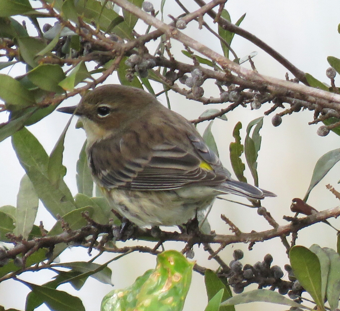 Bird & Travel Photos, Birding Sites, Bird Information 1st WINTER