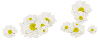 png-cicek%2Bflatcast-biz%2B%252868%2529.png