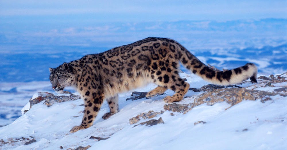 show original title Details about   Klemos KL-40008 Snow Leopard 