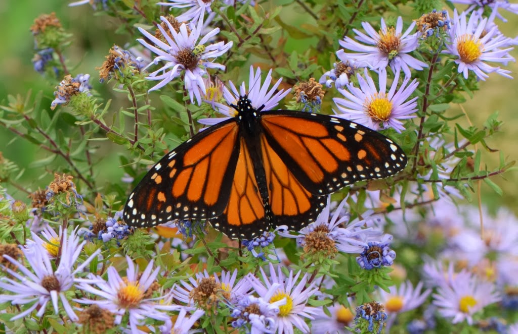 Ohio Birds and Biodiversity Butterflies, on temporary hiatus
