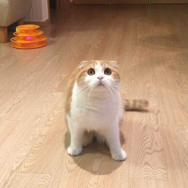 100 Gambar Kucing Imut-Imut Dan Lucu Untuk Wallpaper Hp 100 Gambar Kucing Imut-Imut Dan Lucu Untuk Wallpaper Hp